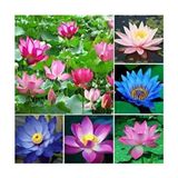 Bade Shop 5 Adet Karışık Renklerde Lotus (Nilüfer) Çiçeği Tohumu Yüksek Verimli Bahçe Bitkisi