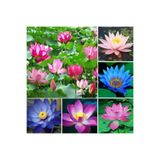 Bade Shop 7 Adet Karışık Renklerde Lotus (Nilüfer) Çiçeği Tohumu lotus5tohum67