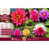 Bade Shop Lotus Çiçeği Tohumu 10 Adet – Kutsal Lotus (Nelumbo Nucifera) Nilüfer Su Çiçeği Tohumu