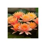 Bade Shop Nadir Turuncu Renk Lotus Çiçeği Tohumu 3 Adet Egzotik Orange Lotus