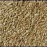 Badem Akvaryum Kanarya Yemi Aspur Sade 1 kg Çuvaldan Bölme Açık