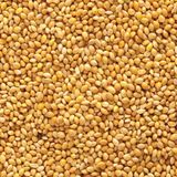Badem Akvaryum Muhabbet Kuşu Yemi Sade 10 kg Açık Çuvaldan Bölme