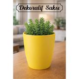 Badem10 15 cm Sarı Renkli Dekoratif Bitki Saksısı Kırılmaz Plastik Orkide ve Genel Kullanım Saksı
