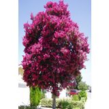 Bahar Bahçe Muzonun Bahçesi Oya Ağacı Fidanı (50-80 Cm)
