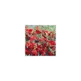 Bahar Dalı Çiçeği Fidanı 40-60 Cm