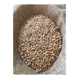 Baharagro Buğday Tohumu 5 Kg Buğday Çimi Tohumu Kedi Çimi