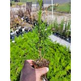 Bahçe Dekorasyon Leylandi Çam Fidanı 20 Adet Tüplü 10-25cm Cupressus