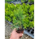 Bahçe Dekorasyon Leylandi Çam Fidanı 20 Adet Tüplü (10-30CM) Cupressus