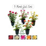 Bahçe Gülü Seti 5 ADET Kokulu Yediveren Gül Kırmızı+Pembe+Sarı+Beyaz+Turuncu 30-50Cm