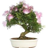 Bahçe Life Gül Ibrişim Bonsai Yapılabilir Ağaç Tohumu+Saksı + Toprak Seti