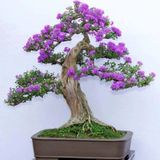 Bahçe Life Mavi Çiçekli Bonsai Yapılabilir Jacaranda Ağaç Tohumu +Çimlendirme Seti