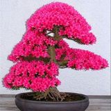 Bahçe Life Nadir Japonase Bonsai Sakura Ağaç Tohumu + Çimlendirme Seti