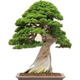 Bahçe Life Tapınak Ağacı Bonsai Yapılabilir Ağaç Tohumu Toprak + Saksı Seti
