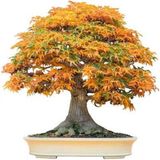 Bahçe Life Trident Maple Bonsai Yapılabilir Ağaç Tohumu + Toprak + Saksı Seti
