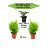 Bahçe Peyzaj Seti 2 Adet Limoni Servi Fidanı+ Hediye Mini Leylandi Fidanı, BTSNN23032457