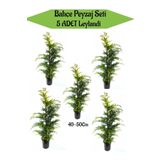 Bahçe Peyzaj Seti 5 Adet Leylandi Fidanı, SRD04022025BYB1422
