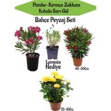 Bahçe Seti 1 Adet Kırmızı+1 Adet Pembe Zakkum+1 Adet Sarı Gül+Hediye Lavanta