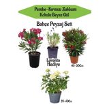 Bahçe Seti 1 Adet Pembe 1 Adet Kırmızı Zakkum+1 Adet Beyaz Gül Fidanı+ Hediye Lavanta, SRD04022025BYB1438