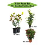 Bahçe Seti 2 Adet Alev Çalısı+1 Adet Leylandi Fidanı+1 Adet Kırmızı Zakkum Fidanı, BTSNN23032407