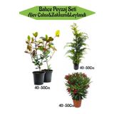 Bahçe Seti 2 Adet Alev Çalısı+1 Adet Leylandi Fidanı+1 Adet Kırmızı Zakkum Fidanı, SRD04022025BYB1402