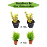 Bahçe Seti 2 Adet Altuni Taflan+ 2 Adet Limoni Servi Fidanı, BTSNN23032405