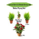 Bahçe Seti 2 Adet Limon Servi Çamı+1 Adet Kırmızı Gül+Hediye Buz Çiçeği, SRD04022025BYB1425