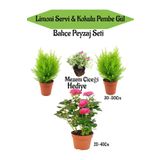 Bahçe Seti 2 Adet Limon Servi Çamı+1 Adet Pembe Gül+Hediye Mezem Çiçeği