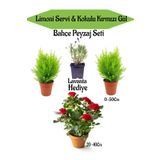Bahçe Seti 2 Adet Limoni Servi Fidanı+ 1 Adet Kırmızı Gül Fidanı+Hediye Lavanta, BTSNN23032438