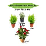 Bahçe Seti 2 Adet Limoni Servi Fidanı+ 1 Adet Kırmzı Gül Fidanı+ Hediye Biberiye, BTSNN23032430