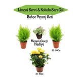 Bahçe Seti 2 Adet Limoni Servi Fidanı 1 Adet Sarı Gül Fidanı+Hediye Mezem Çiçeği, SRD04022025BYB1387