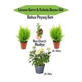 Bahçe Seti 2 Adet Limoni Servi Fidanı+ Beyaz Gül Fidanı+ Hediye Buz Çiçeği