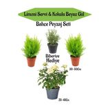 Bahçe Seti 2 Adet Limoni Servi Fidanı+1 Adet Beyaz Gül Fidanı+Hediye Biberiye