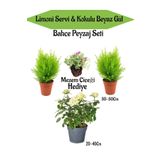Bahçe Seti 2 Adet Limoni Servi Fidanı+1 Adet Beyaz Gül Fidanı+Hediye Mezem Çiçeği