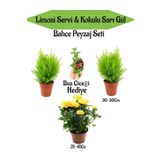 Bahçe Seti 2 Adet Limoni Servi Fidanı+1 Adet Sarı Gül Fidanı+Hediye Buz Çiçeği, SRD04022025BYB1404