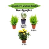 Bahçe Seti 2 Adet Limoni Servi Fidanı+1 Adet Sarı Gül Fidanı+Hediye Lavanta, SRD04022025BYB1400