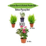Bahçe Seti 2 Adet Limoni Servi+1 Adet Pembe Gül Fidanı+Hediye Lavanta, BTSNN23032452