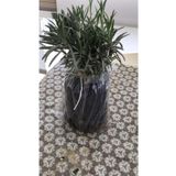 Bahçe Tipi Lavanta Fidanı 3 Adet 15-25 Cm Intermedia, FideBitki133