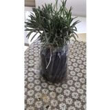 Bahçe Tipi Lavanta Fidanı 3 Adet 15-25 Cm Intermedia, FideBitki134