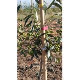 Bahçecim Tüplü Arbequına (Bodur) Zeytin Fidanı 2yaş (Evde Saksıda Yetiştirilmeye Uygun)