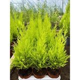 Bahçelerin Vazgeçilmezi Limon Çamı Fidanı 20 Adet Tüplü 15-30CM Bahçe Bitkisi