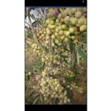 Bahçem 10 Adet Arbeguina Bodur Zeytin Fidanı Tüplü 2yaş
