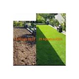 Bahçem Elit Zoysia Japonica Çim Fidesi 26 M2 Için 420 Adet (5 viol)