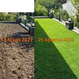 Bahçem Elit Zoysia Japonica Çim Fidesi 31.5 M2 İçin 504 Adet Fide (6 viol)