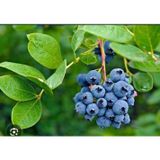 Bahçem Fidancılık Yaban Mersini Fidanı - Mavi Yemiş - Blueberry - Saksılı