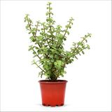 Bahçemiz Burada Yeşim (Para) Çiçeği 40 Cm) YSMA0001