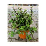 BahçemizBurada Yeşim Çiçeği Fidanı 10-20 cm