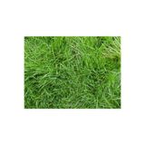 BAHÇESTORE Bermuda Grass Çim Tohumu 500 Gr Uganda Çimi Köpek Dişi Ayrığı
