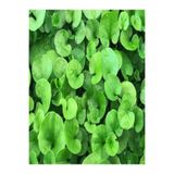 BAHÇESTORE Dichondra Repens Fare Kulağı Çim Tohumu 1kg