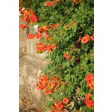 Bahçevilya 1-2 Yaş, 20-50 cm Turuncu Acem Borusu Sarmaşığı Fidanı (Campsis Radicans) - Tüplü
