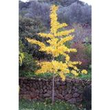 Bahçevilya 2 Adet Mabet Ağacı [ginkgo Biloba] Fidanı 15-20 cm Boy Yetiştirmek Için Ideal